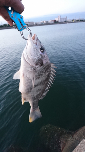 キビレの釣果