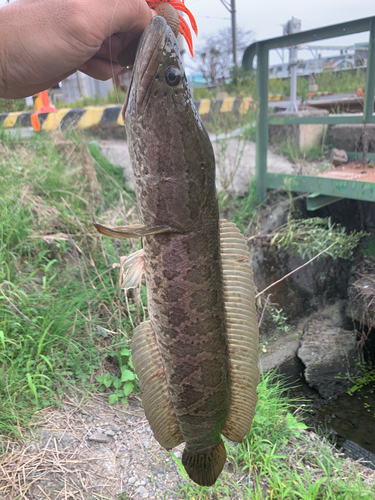 ライギョの釣果