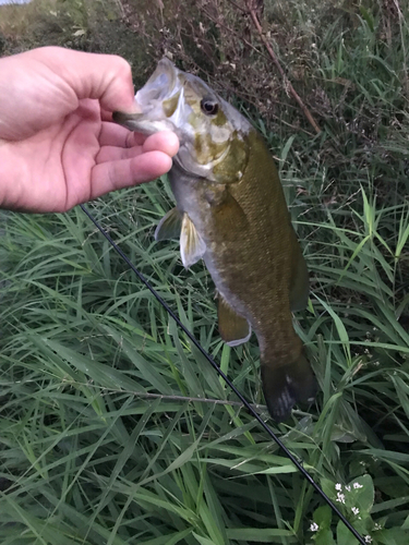 スモールマウスバスの釣果