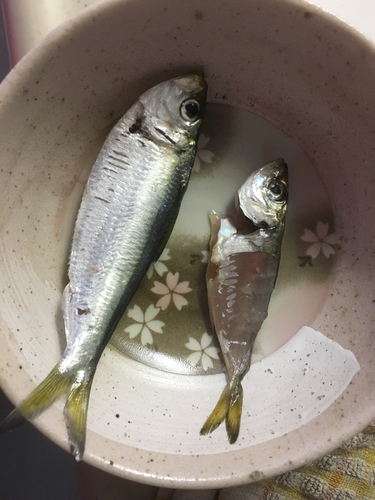 アジの釣果