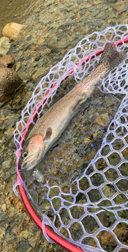 ニジマスの釣果