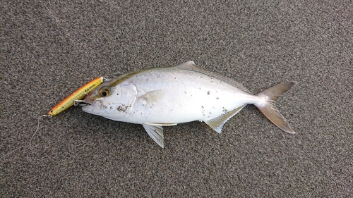 ワカシの釣果