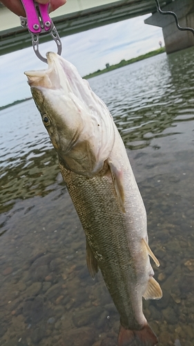 ウケクチウグイの釣果