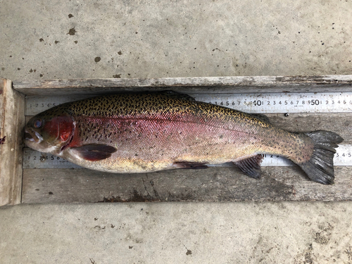 ヤシオマスの釣果