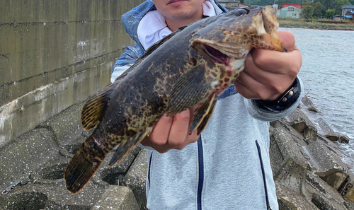 タケノコメバルの釣果