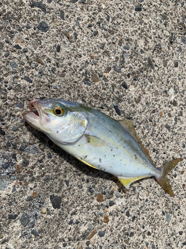 ワカシの釣果