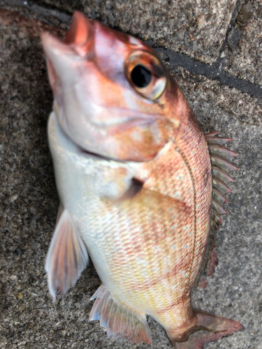 チャリコの釣果