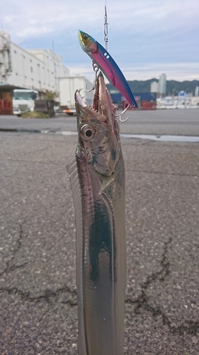 タチウオの釣果