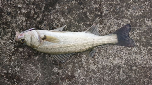 セイゴ（マルスズキ）の釣果