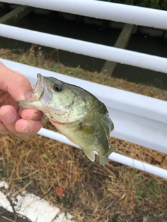 ラージマウスバスの釣果