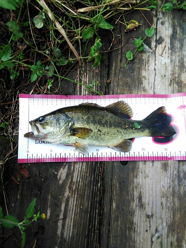 ブラックバスの釣果