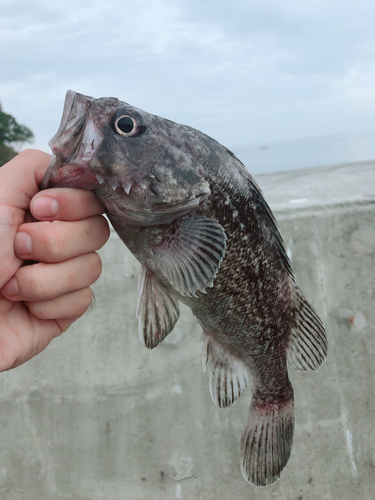 クロソイの釣果