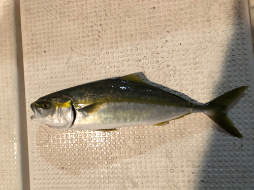 イナダの釣果