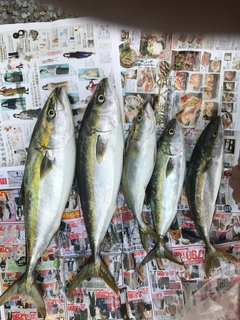 メジロの釣果