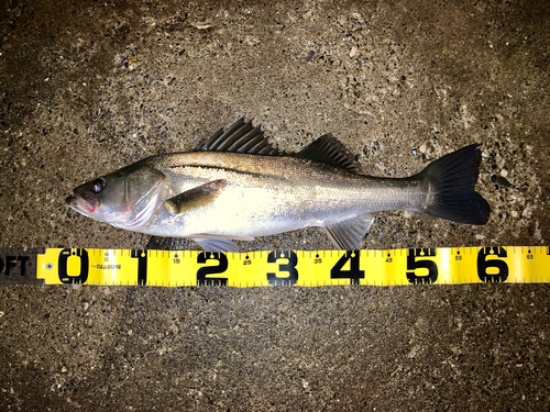 シーバスの釣果