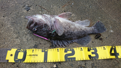 クロソイの釣果