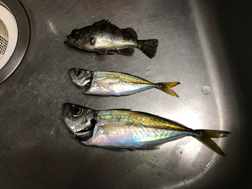 アジの釣果