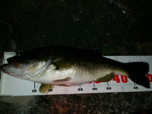 ブラックバスの釣果