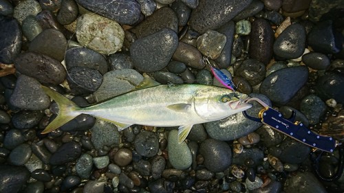 イナダの釣果