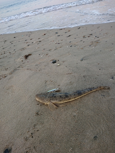 マゴチの釣果