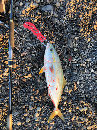 イナダの釣果