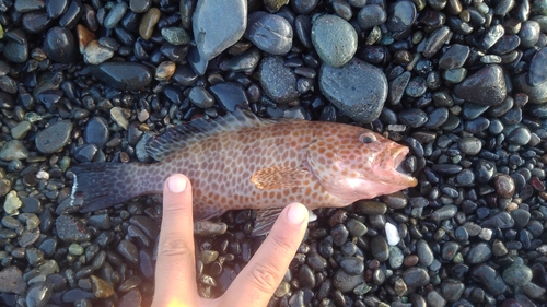 オオモンハタの釣果