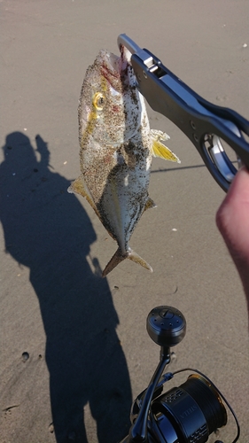 ショゴの釣果