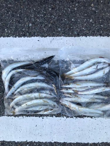 カマスの釣果