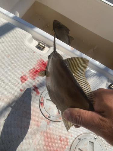 カワハギの釣果