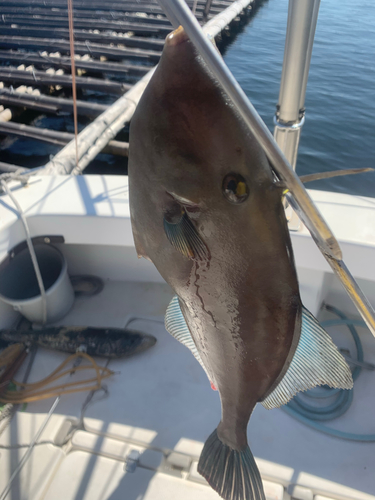 カワハギの釣果