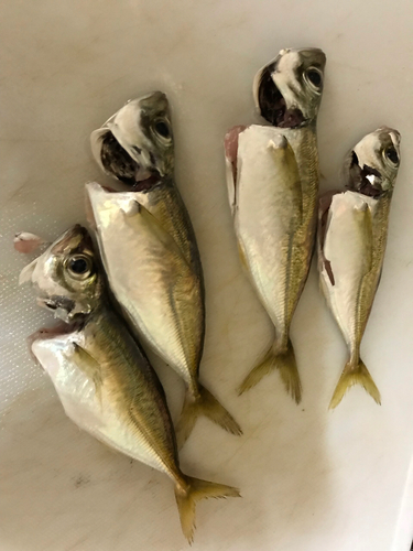 マアジの釣果