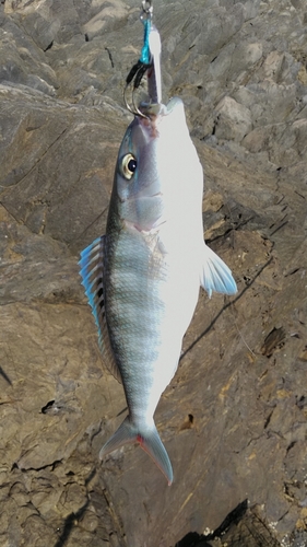 アオチビキの釣果