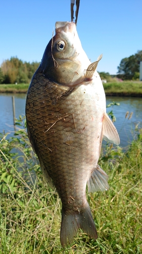 ヘラブナの釣果