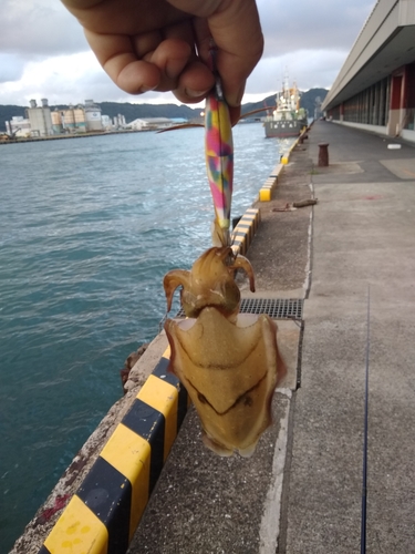 コウイカの釣果