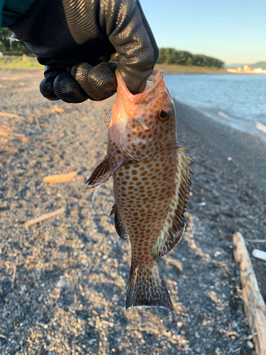 オオモンハタの釣果