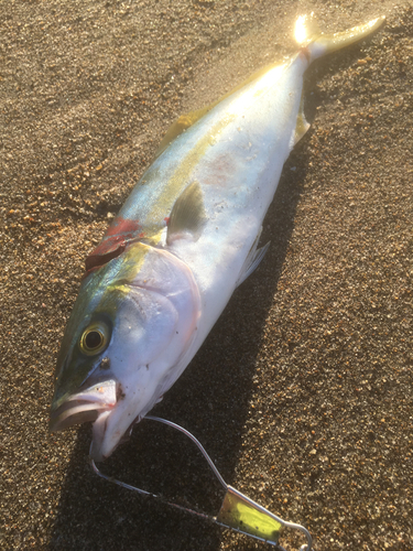 イナダの釣果