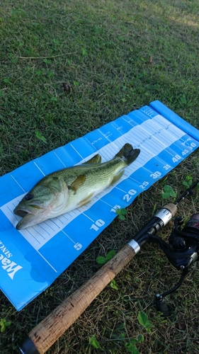 ラージマウスバスの釣果