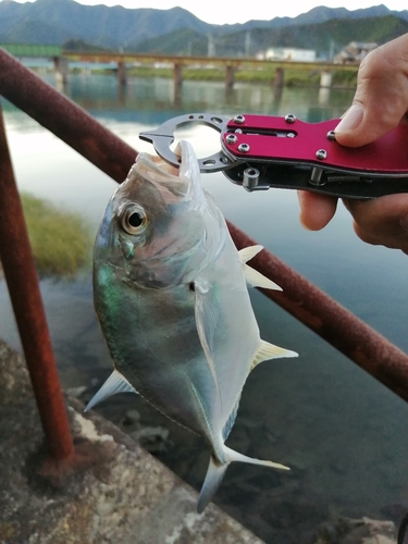 メッキの釣果