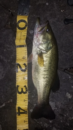 ブラックバスの釣果