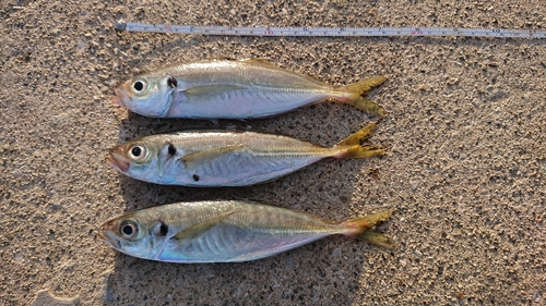 アジの釣果