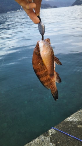 オオモンハタの釣果