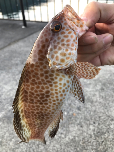 オオモンハタの釣果