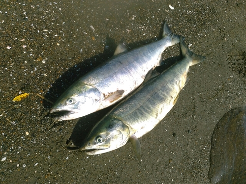 シロザケの釣果