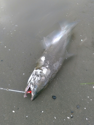 シロザケの釣果