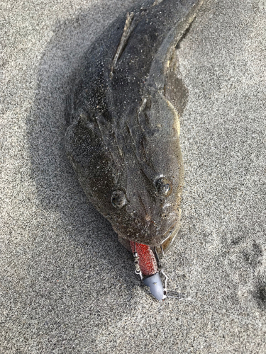 コチの釣果