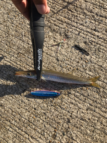 カマスの釣果