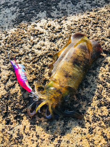 アオリイカの釣果