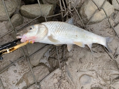 ニゴイの釣果