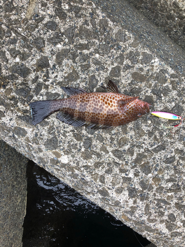 オオモンハタの釣果