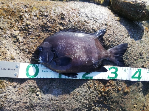 イシダイの釣果